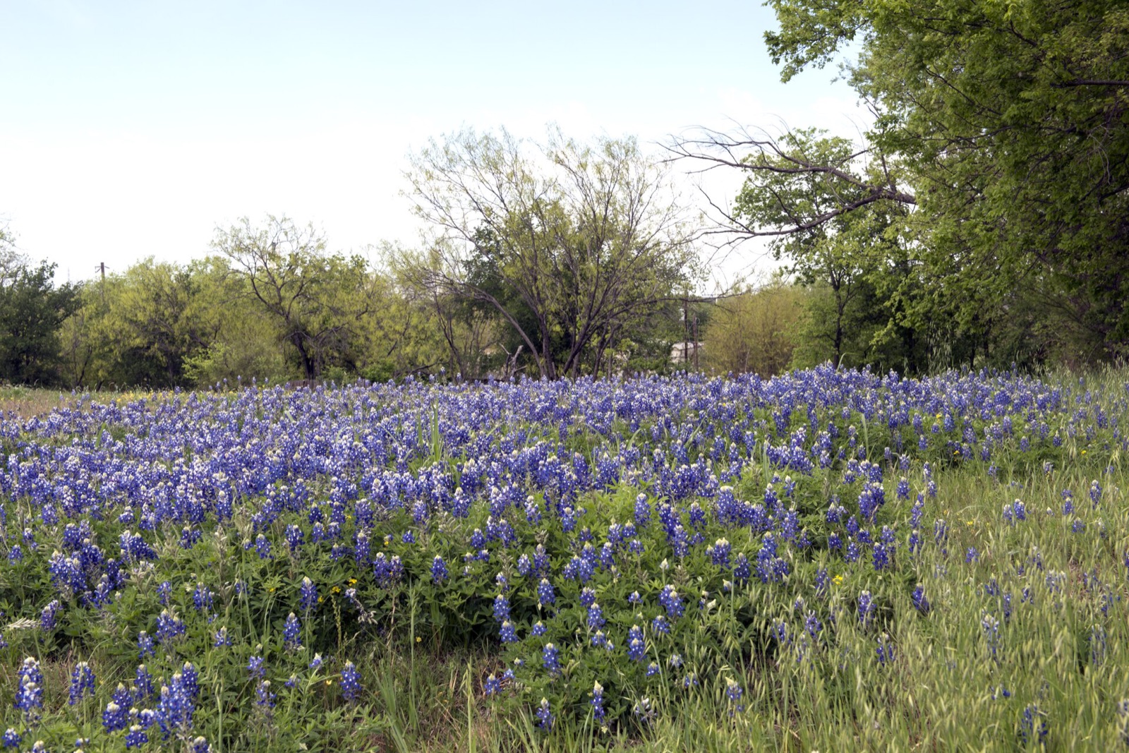 A field of bluebonnets in flower in the Texas Hill Country near Marble Falls, with oaks along the ridge behind