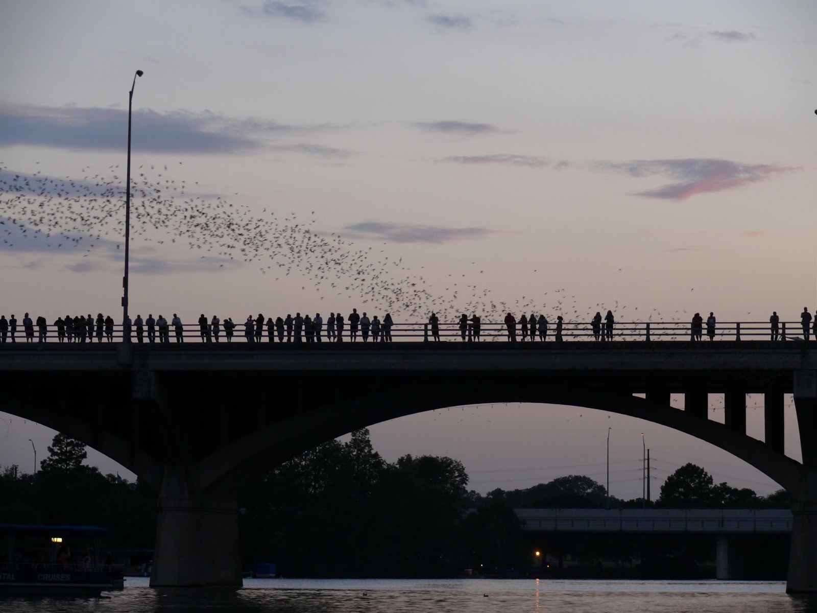 A line of bats streaming out from under the Congress Avenue Bridge in Austin at dusk, with spectators lining the bridge rail